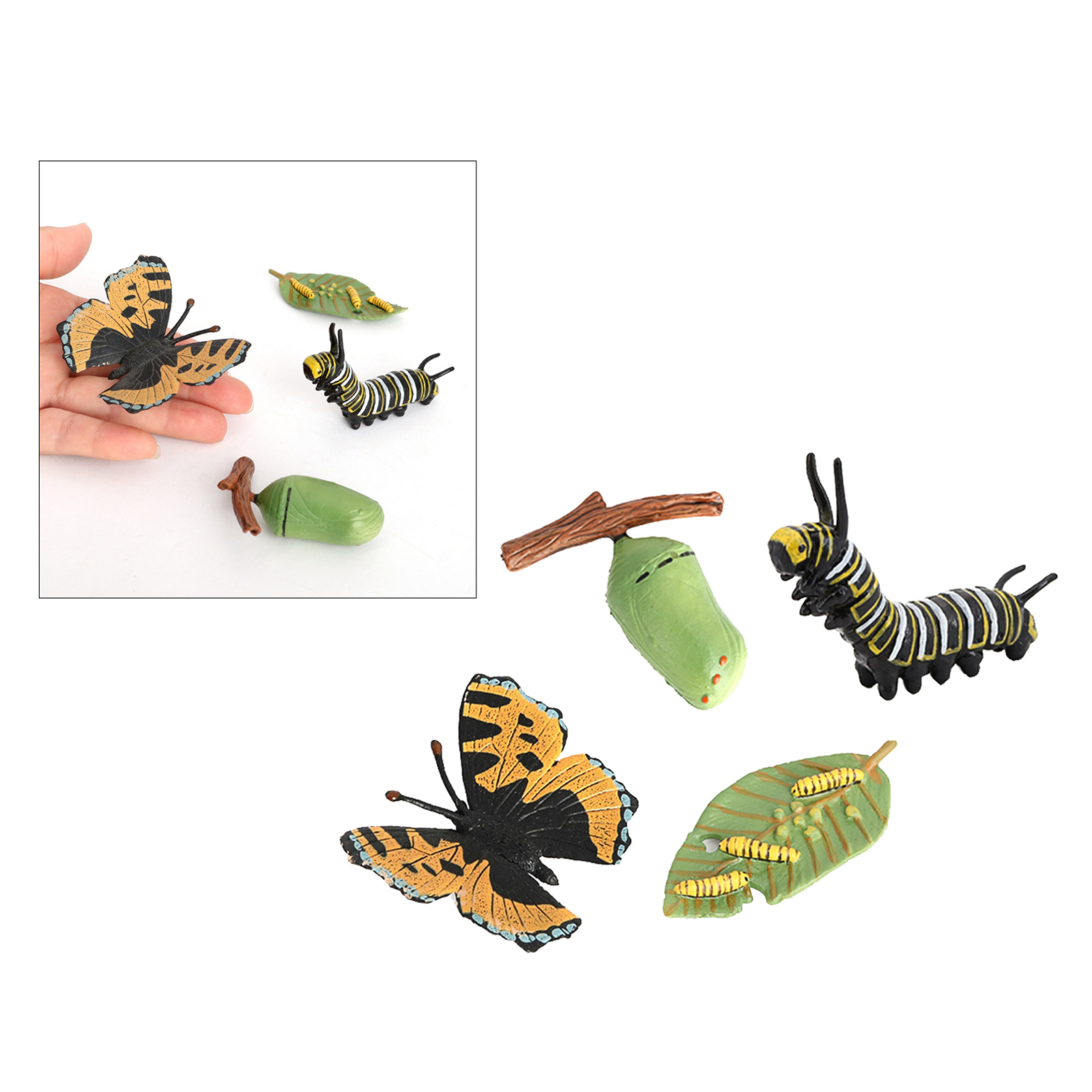 곤충 나비 Lore Life Cycle - 4 Pcs 곤충 그림은 레이디 버그의 삶을 보여줍니다.